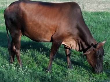 Bahçedeki inek resmi.