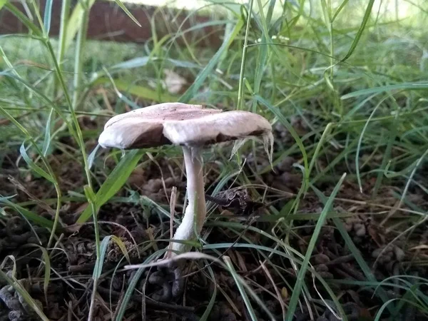 Picture Mushroom Blur Background — Stock Photo, Image
