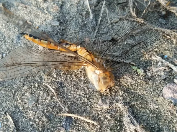 배경이 잠자리 — 스톡 사진