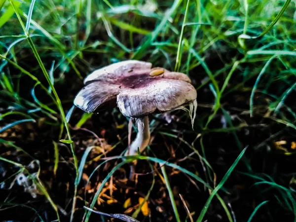Ein Bild Von Pilz Mit Verschwommenem Hintergrund — Stockfoto