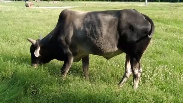 Корова Ест Траву Саду — стоковое видео