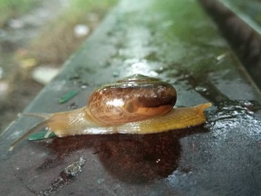 Geçmişi bulanık bir kara salyangozu resmi.