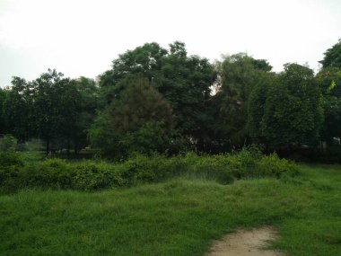 Seçili odaklı bir bahçe resmi