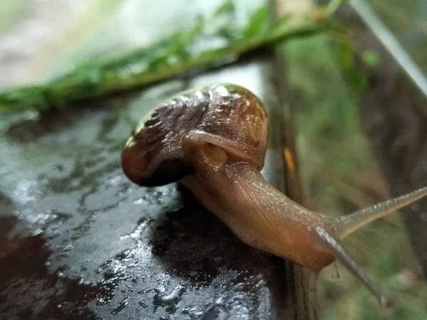 Une Photo Escargot Terrestre Avec Fond Flou — Photo