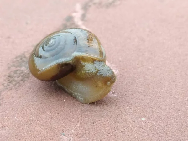 Une Photo Escargot Terrestre Avec Fond Flou — Photo