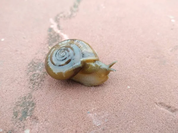 背景模糊的陆地蜗牛的图片 — 图库照片