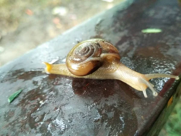 배경이 달팽이의 — 스톡 사진