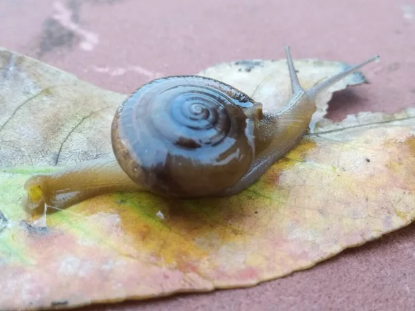 Uma Imagem Caracol Terra Com Fundo Desfocado — Fotografia de Stock