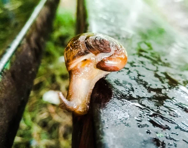 Une Photo Escargot Terrestre Avec Fond Flou — Photo