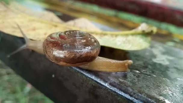 배경이 달팽이 — 비디오