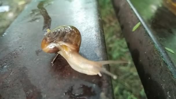 Caracol Terrestre Con Fondo Borroso — Vídeos de Stock