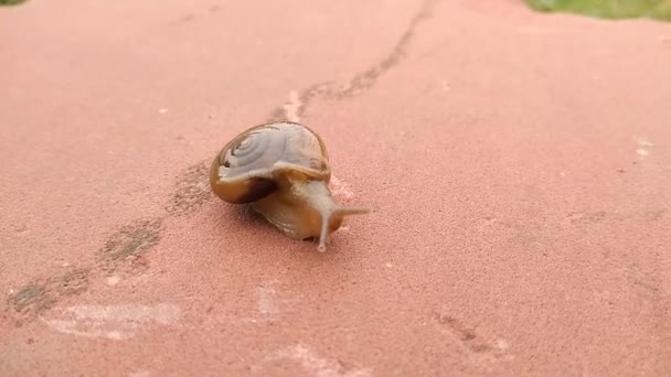 Escargot Terrestre Avec Fond Flou — Video