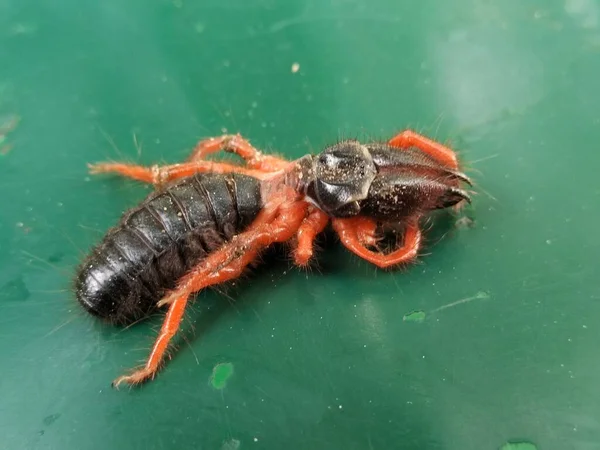 배경이 개미의 — 스톡 사진