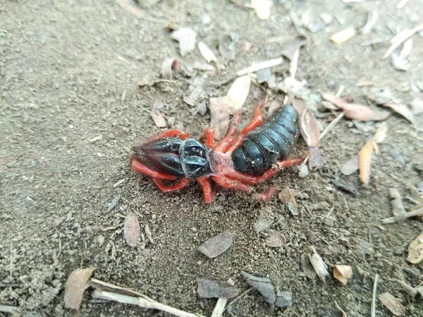 배경이 개미의 — 스톡 사진