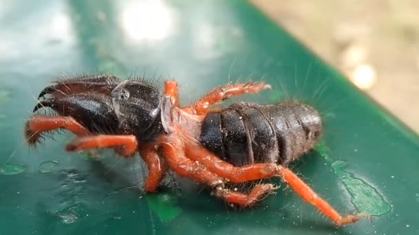 Arkaplanı Bulanık Siyah Karınca — Stok video