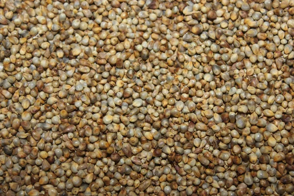 Picture Pearl Millet Selective Focus — Stock Photo, Image