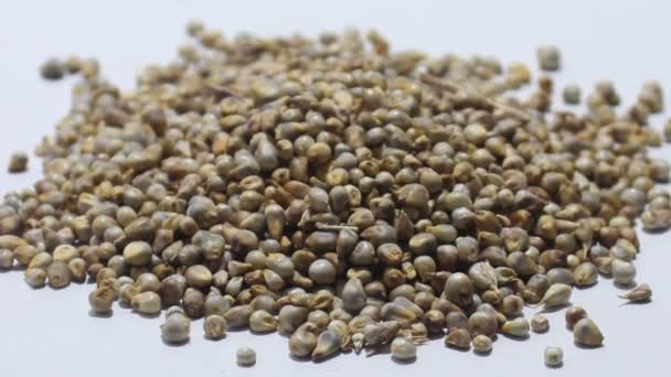 Pearl Millet Selective Focus — Stock Video