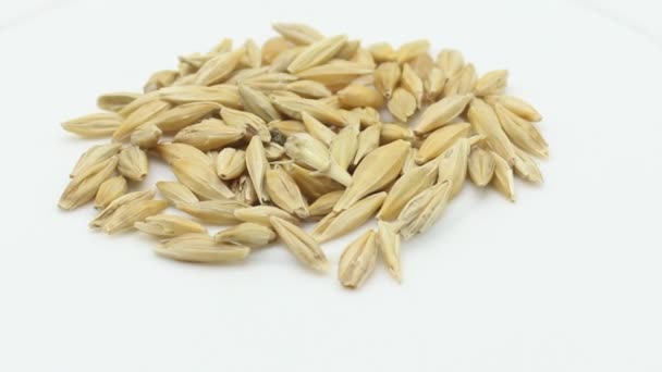 白い背景の大麦のトウモロコシ — ストック動画