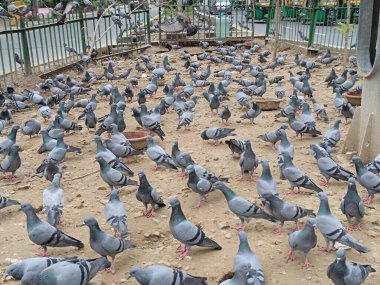 Delhi , india - humayun tomb , pigeons, Picture of pigeons in delhi 10 august 2025