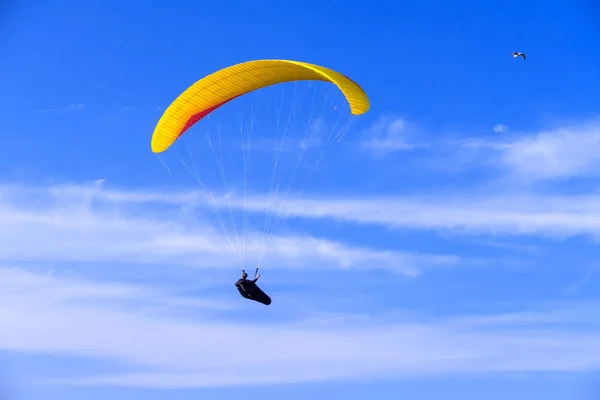 Paraglider and bird, freedom concept.