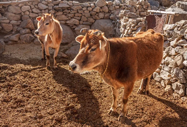 Indian agriculture: cows in a stone cattle pen in the soft morning light in the highlands of the Spiti valley, Himachal Pradesh, India