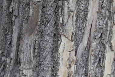 Bir ağacın gri kabuğu kabartmalı doku