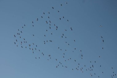 Bulutlar ve Güneş gökyüzünde uçan kuşlar sürüsü.