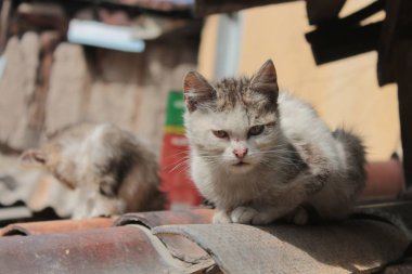 Sevimli küçük gri bir kedi. Çimento zemin üzerinde yatan, bokeh arka plan