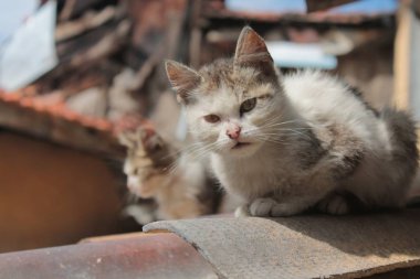 gri bir sokak kedisi sokağın güneş ışığı altında seyrediyor. terk edilmiş evsiz kedi. sokakta evde beslenen hayvan