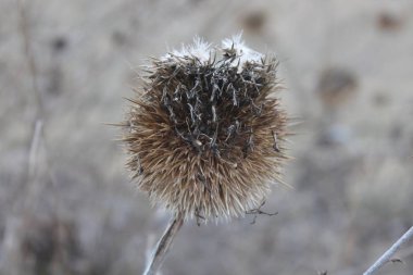 Güneş ışığı sonbaharda yeşil ve sarı yaprakların arasından geçer.