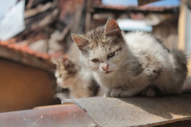 gri bir sokak kedisi sokağın güneş ışığı altında seyrediyor. terk edilmiş evsiz kedi. sokakta evde beslenen hayvan