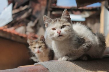 gri bir sokak kedisi sokağın güneş ışığı altında seyrediyor. terk edilmiş evsiz kedi. sokakta evde beslenen hayvan