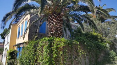 : Güneşli bir günde Türkiye'de bir palmiye bahçesinde tipik ve renkli ev.