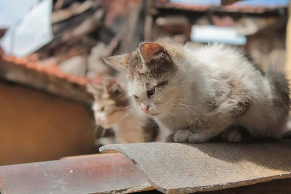 Sevimli küçük gri bir kedi. Çimento zemin üzerinde yatan, bokeh arka plan