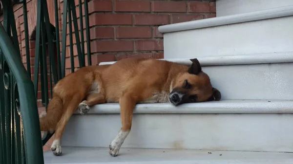 Petit Chien Chien Beagle Dormant Maison Dans Les Escaliers — Photo