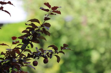 Köknar ağacı brunch yakın. Sığ odak. Kabarık köknar ağacı brunch yakın. Duvar kağıdı konsepti. Kopyalama alanı.