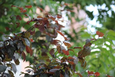 Köknar ağacı brunch yakın. Sığ odak. Kabarık köknar ağacı brunch yakın. Duvar kağıdı konsepti. Kopyalama alanı.