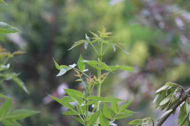 Köknar ağacı brunch yakın. Sığ odak. Kabarık köknar ağacı brunch yakın. Duvar kağıdı konsepti. Kopyalama alanı.