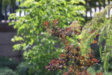 Güneş ışığı ağaçların yaprakları yanar