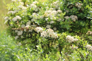 Güneş ışığı ağaçların yaprakları yanar