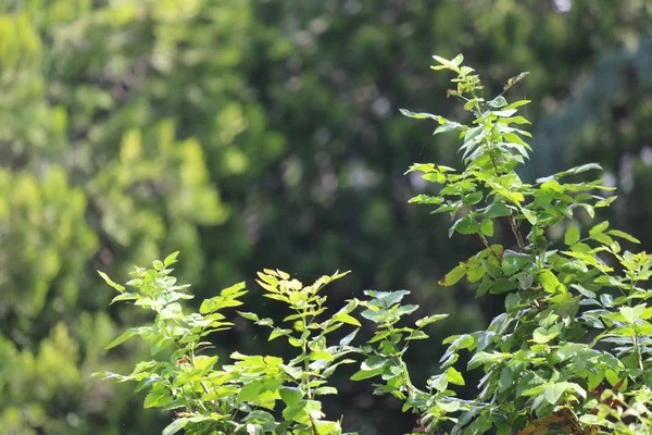 Zonlicht Verlicht Bladeren Van Bomen — Stockfoto