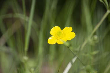 wild plant beautiful garden flowers/ summer flower background