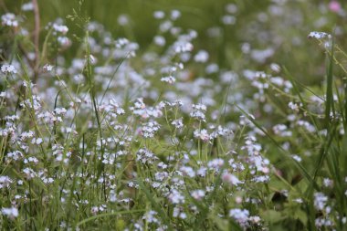 wild plant beautiful garden flowers/ summer flower background