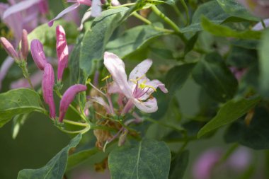 wild plant beautiful garden flowers/ summer flower background