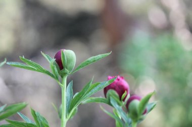Gül bahçesinde açan kırmızı gül arkaplanda kırmızı güller.