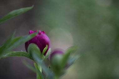 Gül bahçesinde açan kırmızı gül arkaplanda kırmızı güller.