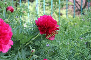 Gül bahçesinde açan kırmızı gül arkaplanda kırmızı güller.