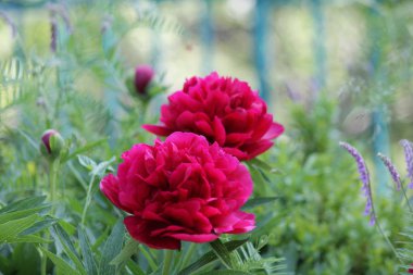 Gül bahçesinde açan kırmızı gül arkaplanda kırmızı güller.