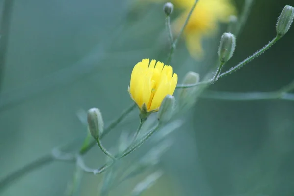 野生の植物美しい庭の花 夏の花の背景 — ストック写真