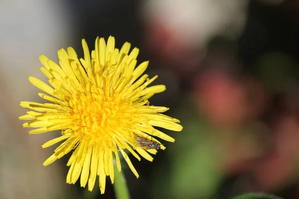 Planta Selvagem Belas Flores Jardim Verão Flor Fundo — Fotografia de Stock